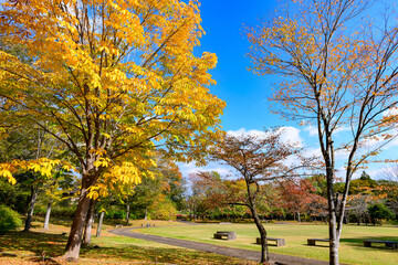 Fototapeta premium 秋 みちのく湖畔公園 紅葉とコキアと古民家 