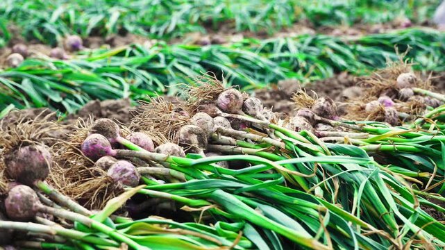 Farmers harvesting single-clove garlic outdoors in the countryside