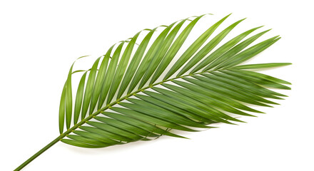 Isolated on transparent background, a lush green palm frond with delicate, pointed leaves branching from a central stem, showcasing its tropical elegance. 