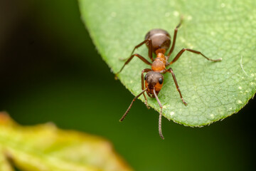 Red Wood Ant - Formica rufa, common popular forest insect from Euroasian forests and woodlands, Zlin, Czech Republic.