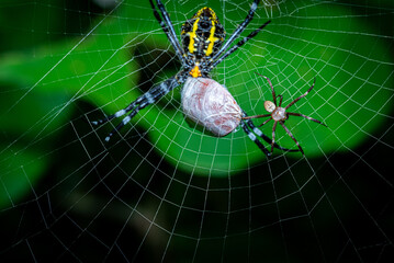 Close-up photo of a spider with a striking yellow pattern on its back and a natural green background.