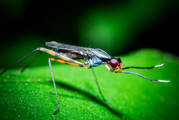 Macro photo of a long-legged fly perched on a fresh green leaf. Rainieria fly.
