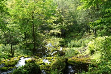Lush mossy spring cascading through forest at Lake Onetto, Hokkaido, Japan, with ferns, dappled sunlight, and a small hut