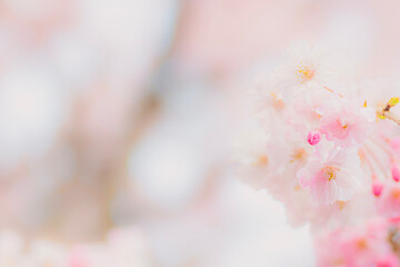 Dreamy Close-Up of Cherry Blossoms in Soft Spring Light