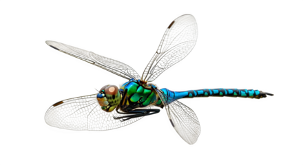 Macro dragonfly presents iridescent textures, clear wings against pure black. Use as nature photography, biology display, education, presentation.