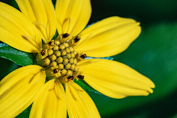 Fresh Wedelia flowers. Sphagneticola trilobata. Close-up photo