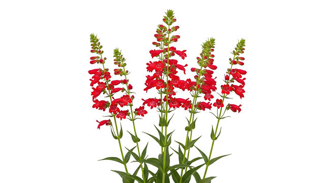 Red penstemon glows on a black field. It is suitable for botanical prints, product showcase, and garden posters.