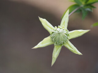 クレマチス　白万重　つぼみ
