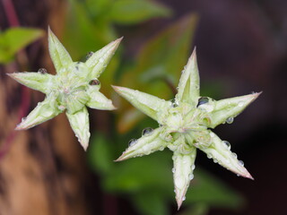 クレマチス　白万重　つぼみ