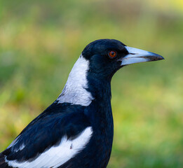 magpie