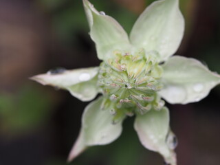 クレマチス　白万重