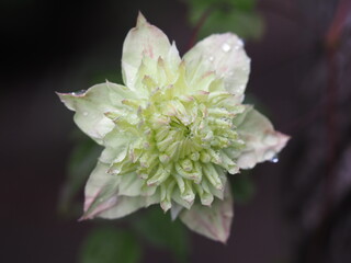 クレマチス　白万重