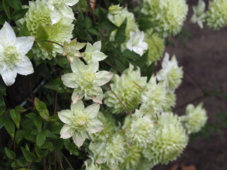 クレマチス　白万重