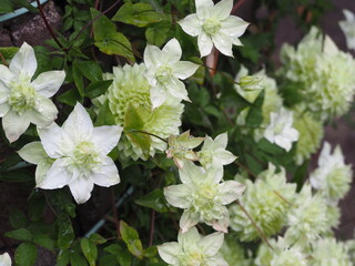 クレマチス　白万重