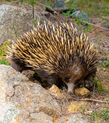 echidna on rocks