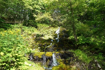 Moss-draped spring waterfall in lush forest with wooden walkway at Lake Onetto, Hokkaido, Japan