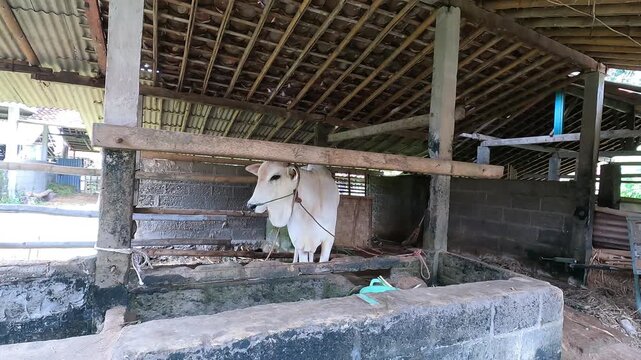 cow in the barn location in Java, Indonesia, Asia