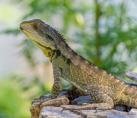 water dragon