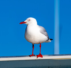 seagull close-up