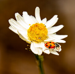 Obraz premium ladybird on white flower