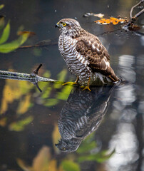 Hawk Standing in Water with Reflection at Sunrise