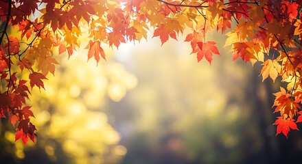 Autumn maple leaves in warm sunlight with blurred yellow background fall