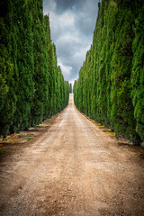 Zypressenallee, Toskana, Italien