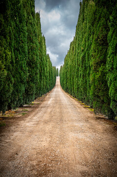 Zypressenallee, Toskana, Italien