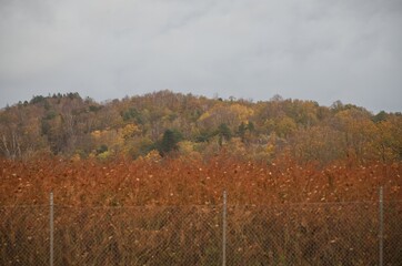 Focus on autumn colored forest with cloudy sky. Diffuse fence in the foreground.