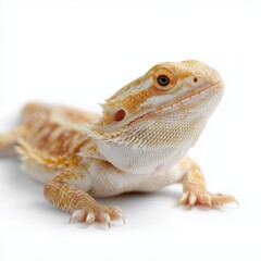 Obraz premium Bearded dragon resting on a white surface, showcasing its vibrant colors and features