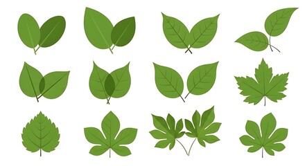 Collection of twelve green leaf illustrations on white background leaves nature