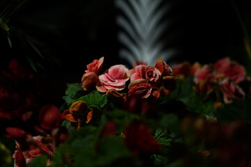 cluster of pink and orange begonias rounded petals green leaves feather