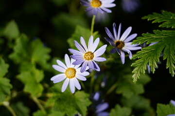 light purple daisy like blooms yellow centers narrow petals serrated foliage