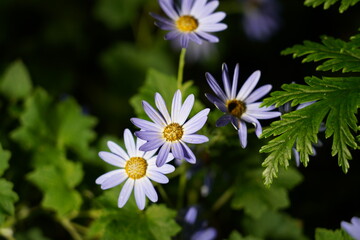 light purple daisy like blooms yellow centers narrow petals serrated foliage