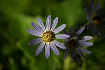 Obraz premium light purple daisy like blooms yellow centers narrow petals serrated foliage