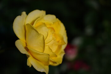 vibrant yellow rose delicately layered petals glowing dark backdrop