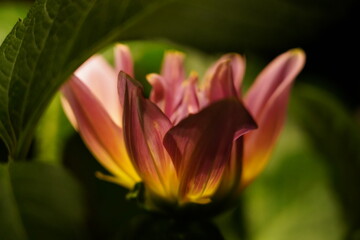 pink and yellow bloom softly layered petals framed by green leaves