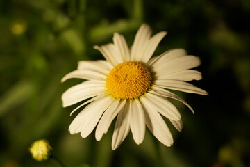 white daisy elongated petals golden center glowing dark backdrop