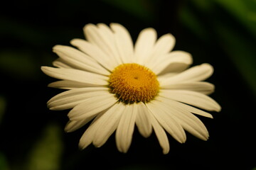 Fototapeta premium white daisy elongated petals golden center glowing dark backdrop