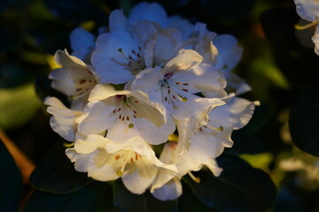 rhododendron maximum blooms with soft pink clusters in shaded gardens