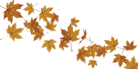 Fototapeta premium Autumn maple leaves falling in a gentle curve isolated on white background