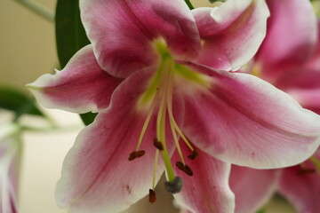 oriental hybrid lilies bloom with pink petals and sweet fragrance
