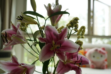 oriental hybrid lilies bloom with pink petals and sweet fragrance