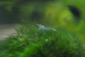 blue freshwater shrimp bring vibrant color to peaceful tanks