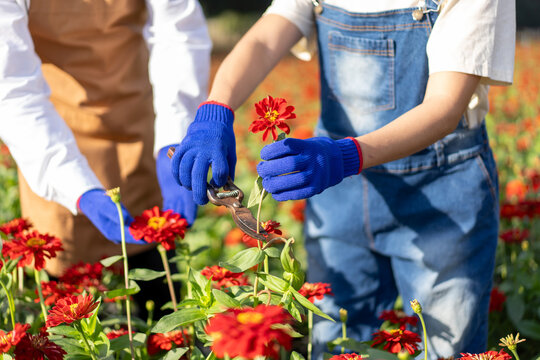 Asian couple farmers working in a field of flowers cutting zinnia flowers for sale in agriculture industry. small business florist owner deadheading flower at farm in the morning