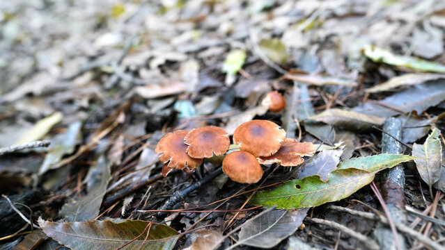 Common funnel mushrooms (Clitocybe gibba) growing on pine needle litter beneath conifer trees in mountain forest