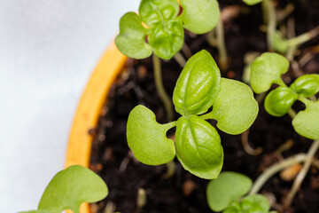basil sprouts growing in a pot