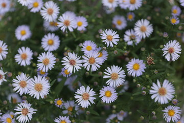 宮島沼のほとりで群生する友禅菊のクローズアップ