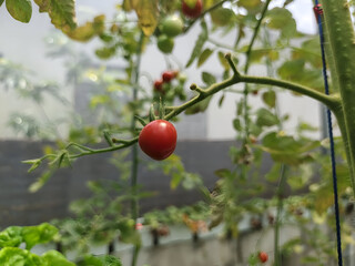 a red cherry tomato