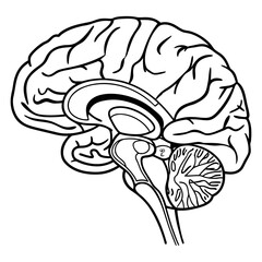 Human Brain Line Art Vector. Minimalist Anatomy Illustration. Medical and Science Concept Design.